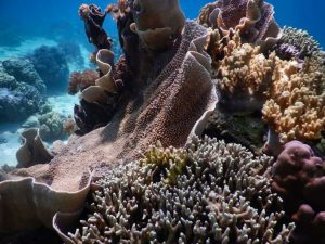 Healthy house reef at Sambag