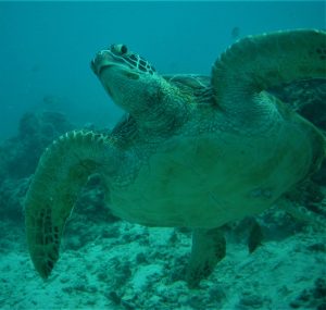 Turtle